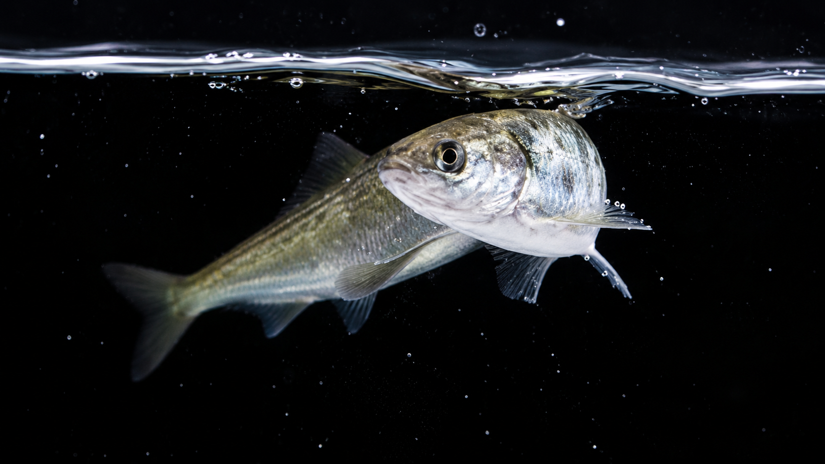 Fiskevelferd Landsbasert - Justert