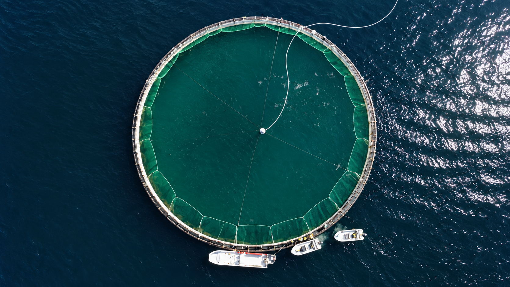 Fiskevelferd Sjøbasert - Justert