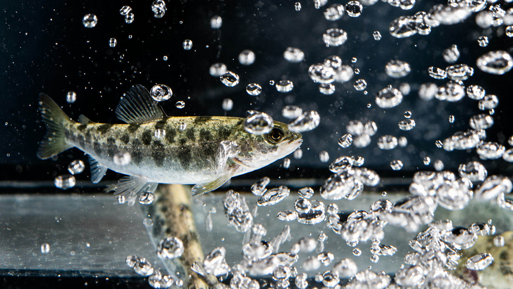Fiskevelferd land - oppdateringskurs - Justert bilde