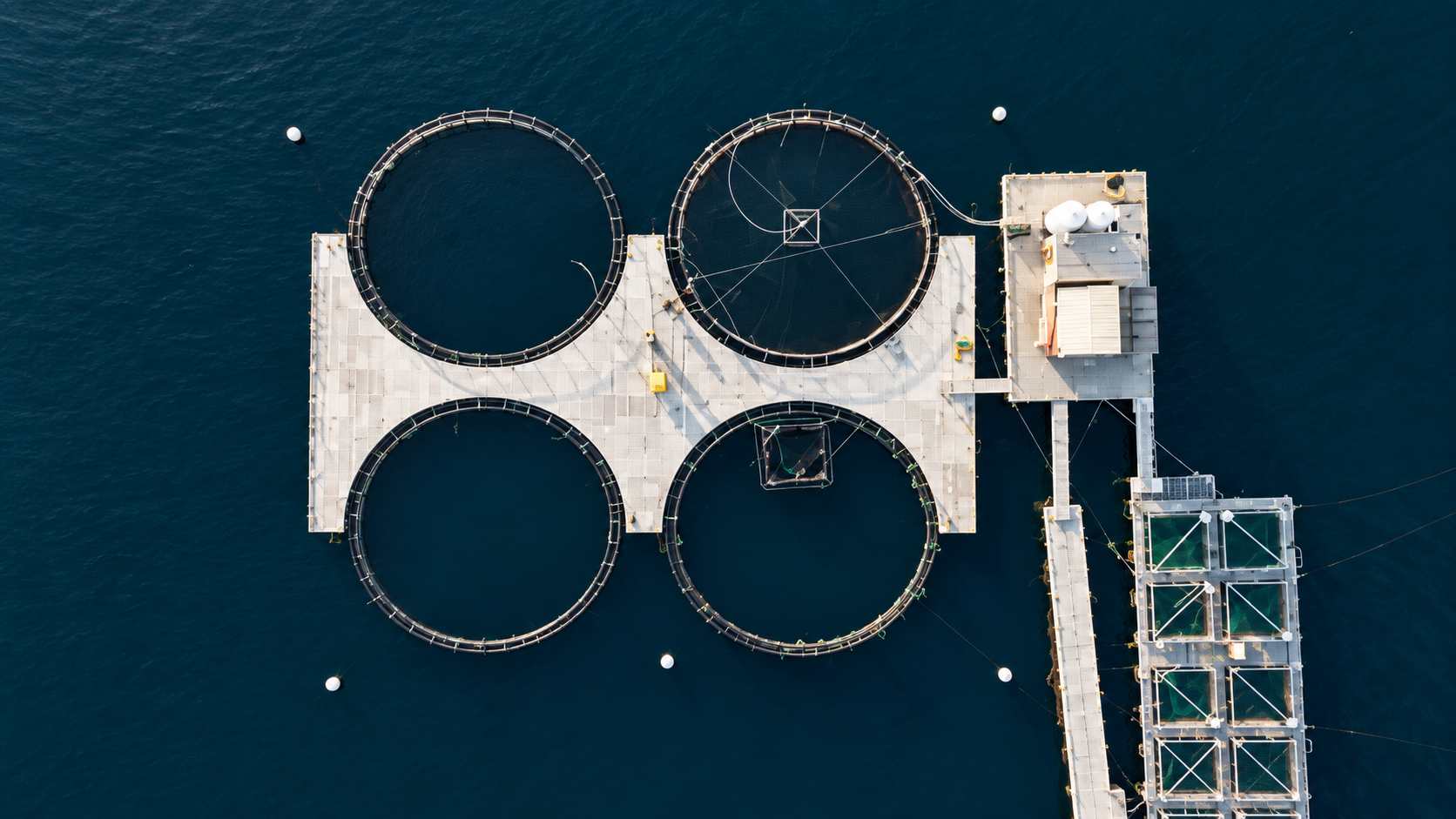 Fiskevelferd sjø – oppdateringskurs 